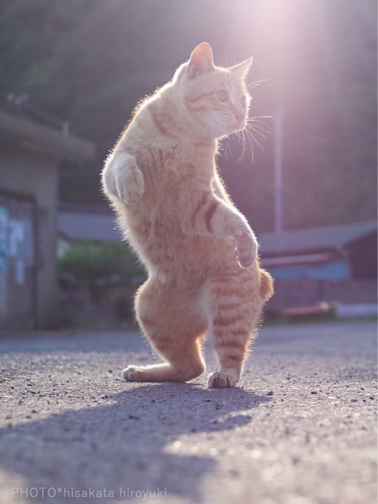 しゃげらん