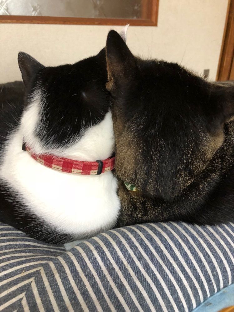 とまこ