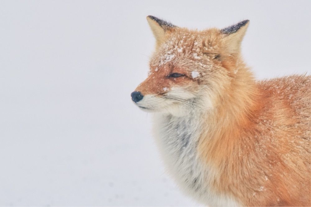 tomo-suzuki photograph