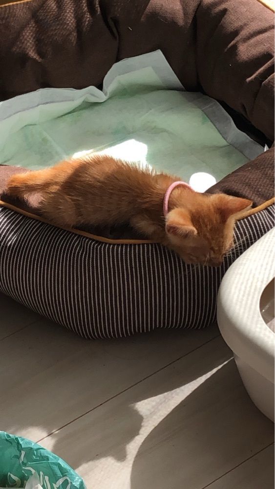 ぱぴぷぺぽ〜