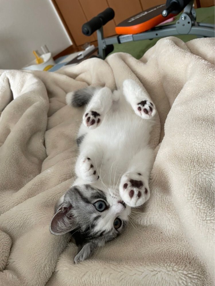 パピコ