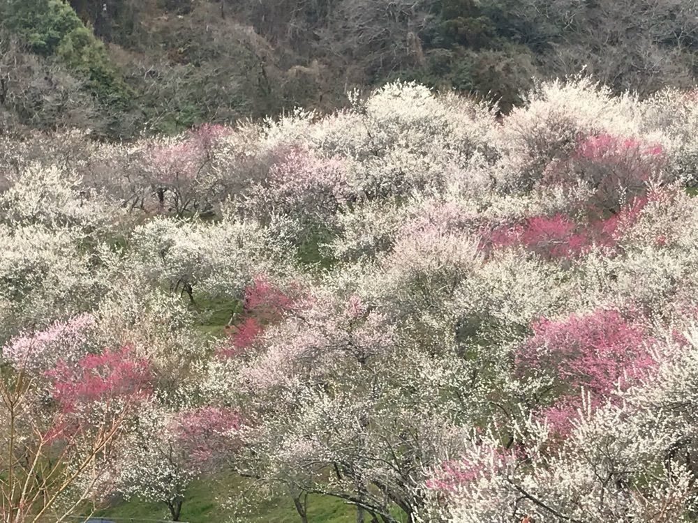 いずんこ
