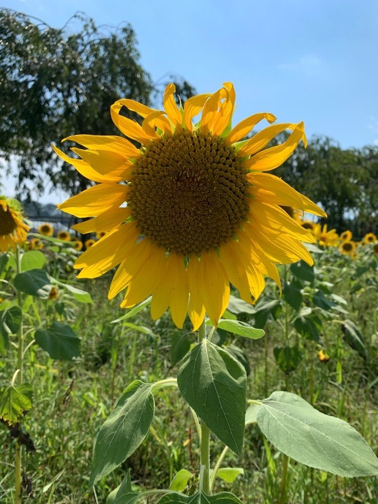 favorite_garden_9805