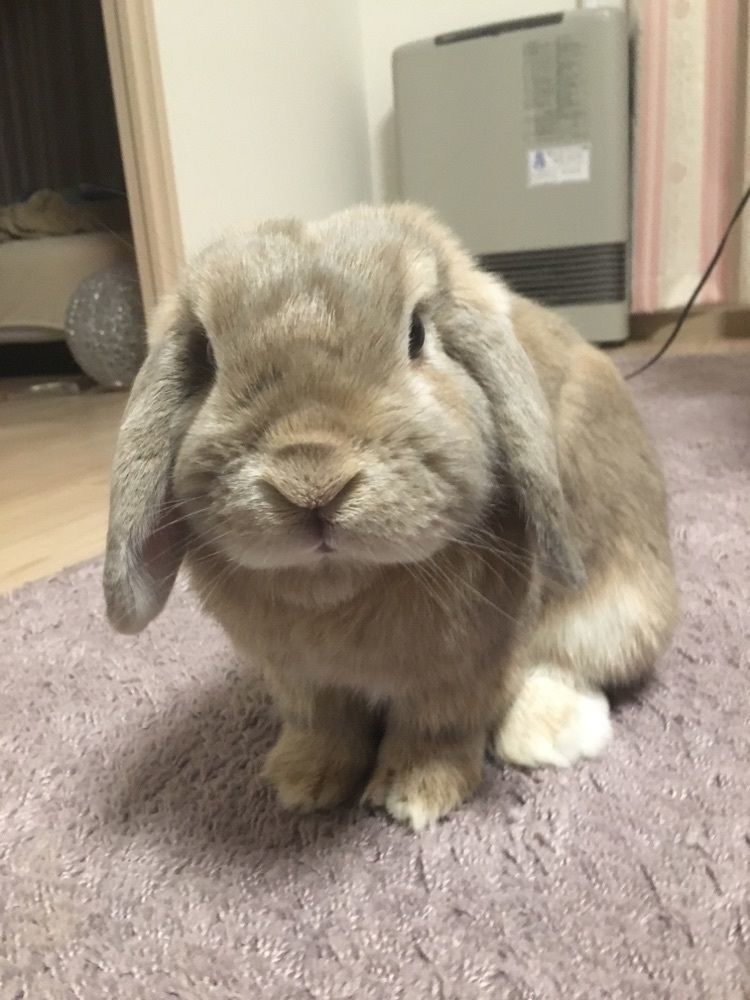 ひなた