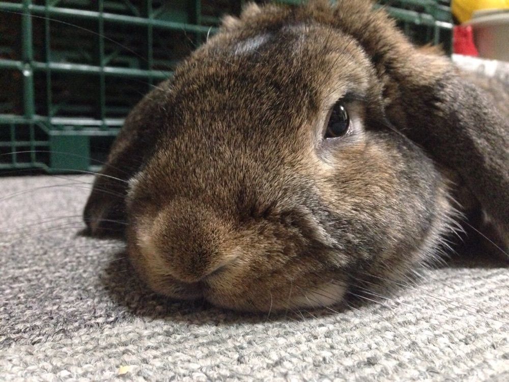あおたんこちゃん
