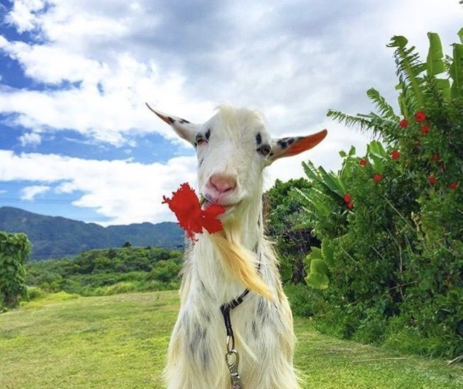 pinegoats.37