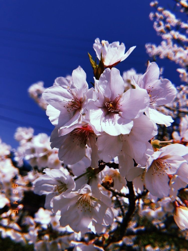 でし