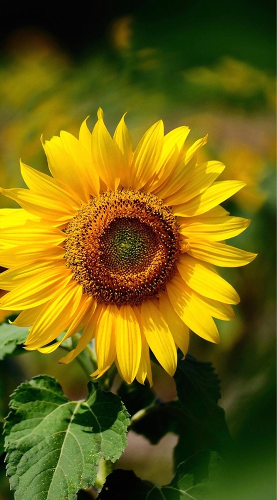 まるみ🌻