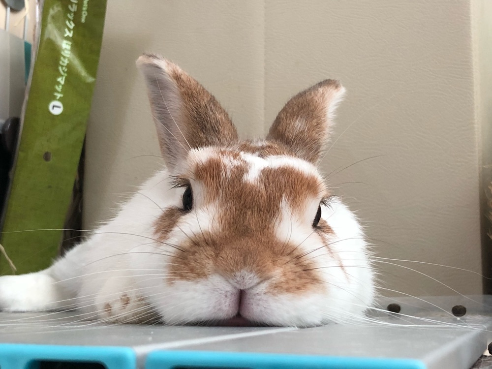 RIBONBON