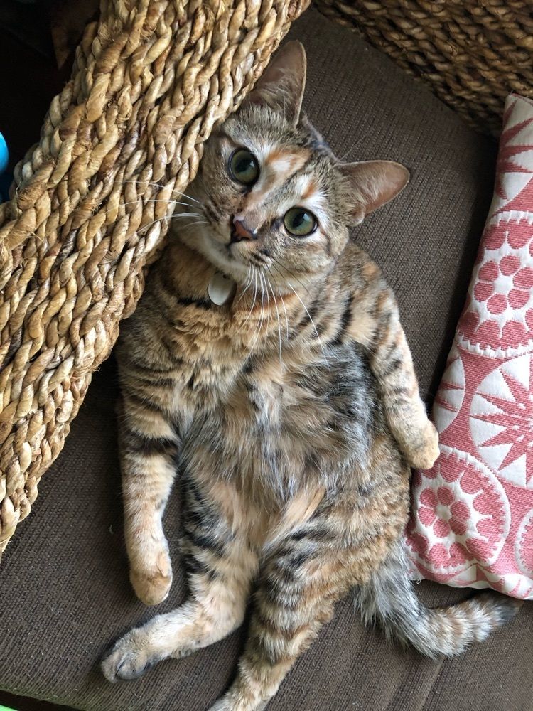 neko.mama