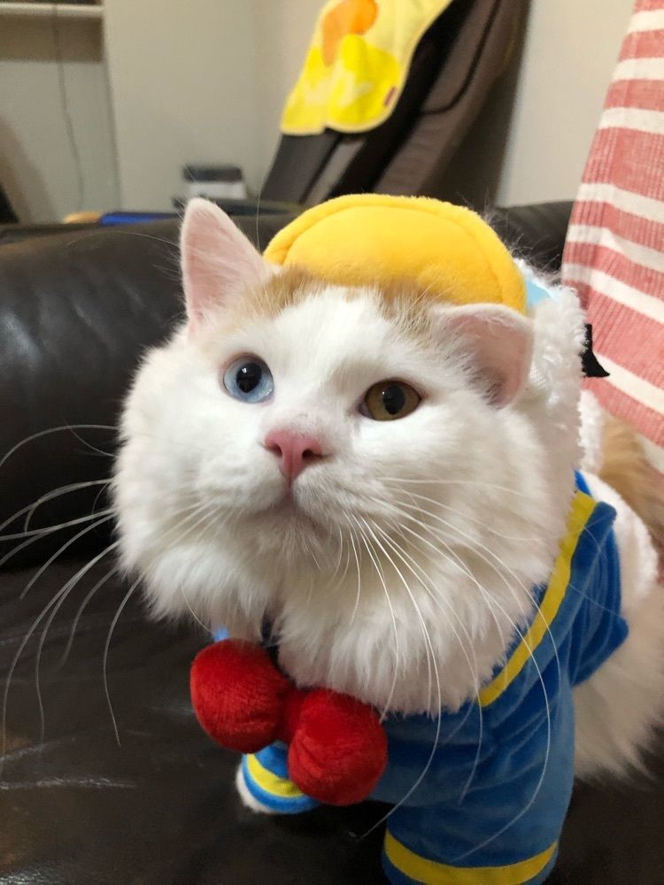 ゆずみかん