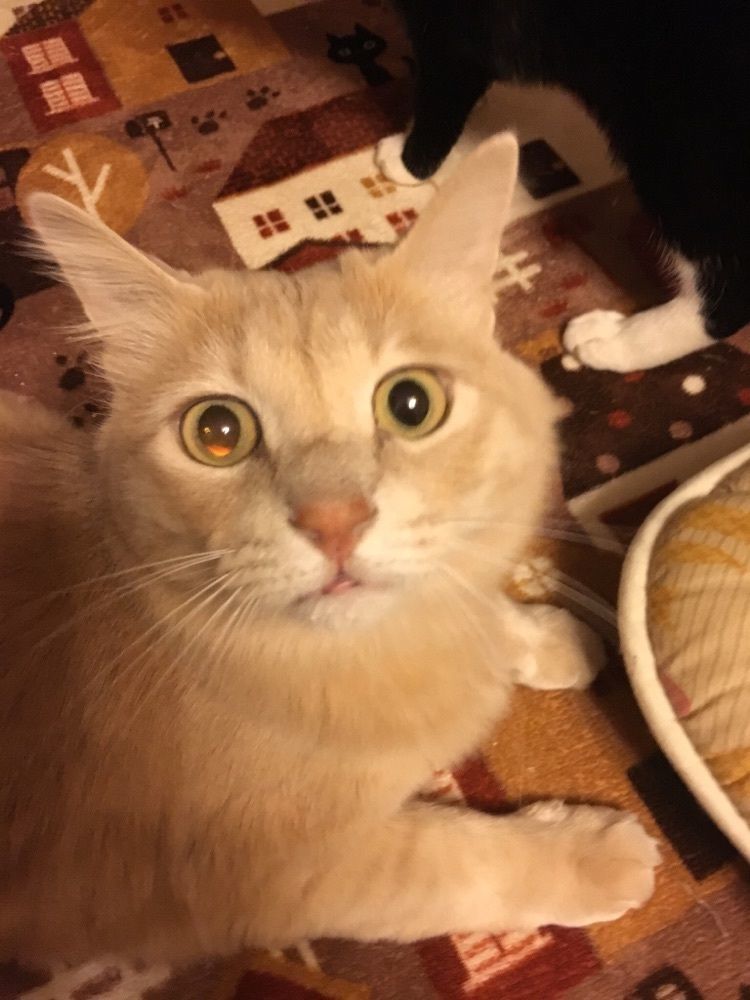 チャム