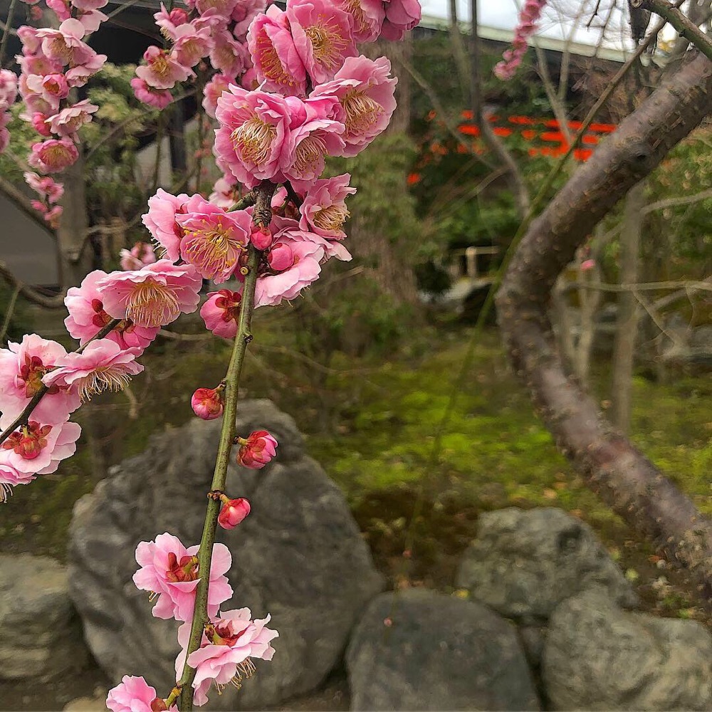 みつば