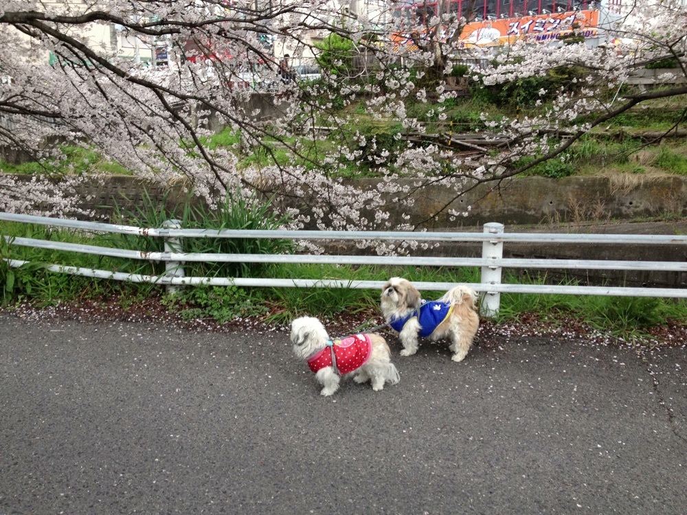 あーくん🐶