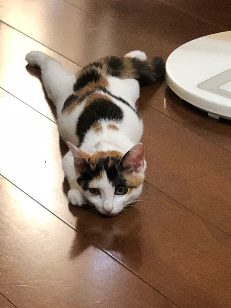 けむこ