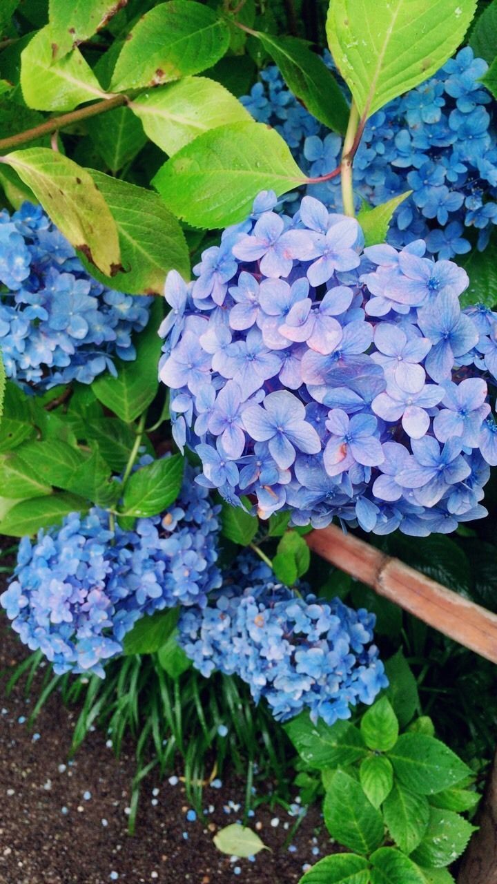 early_summer0321