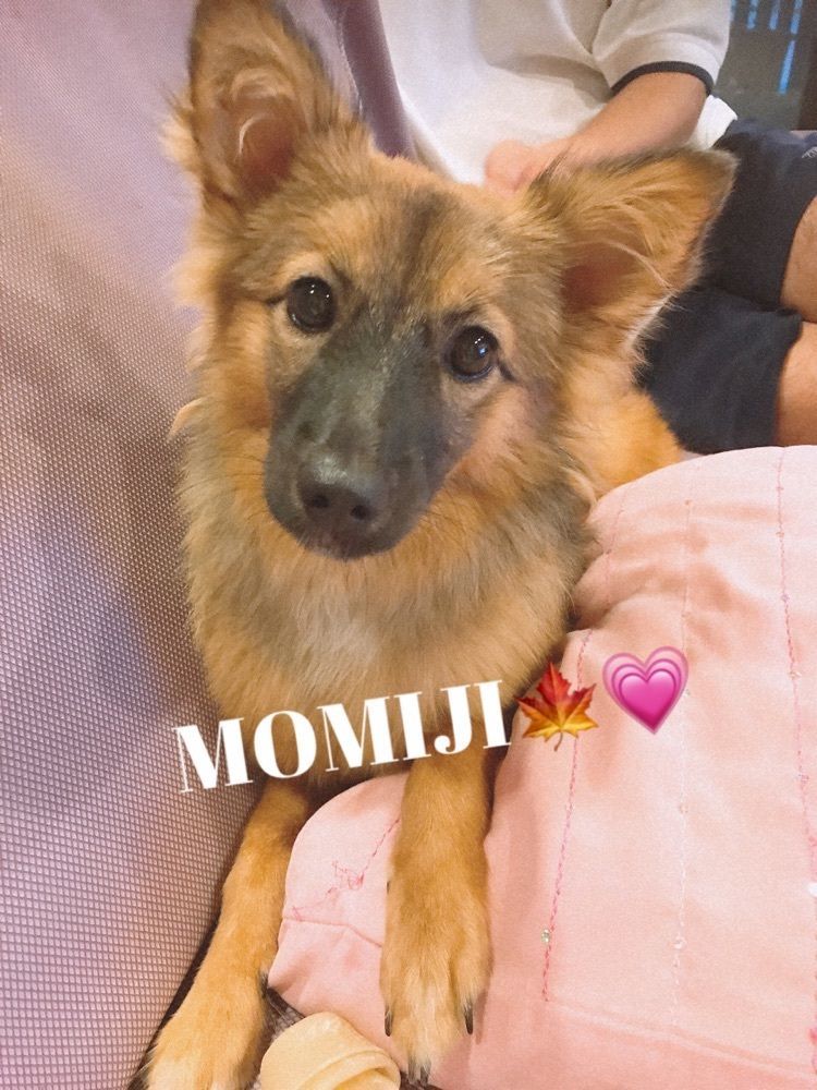 Momiji