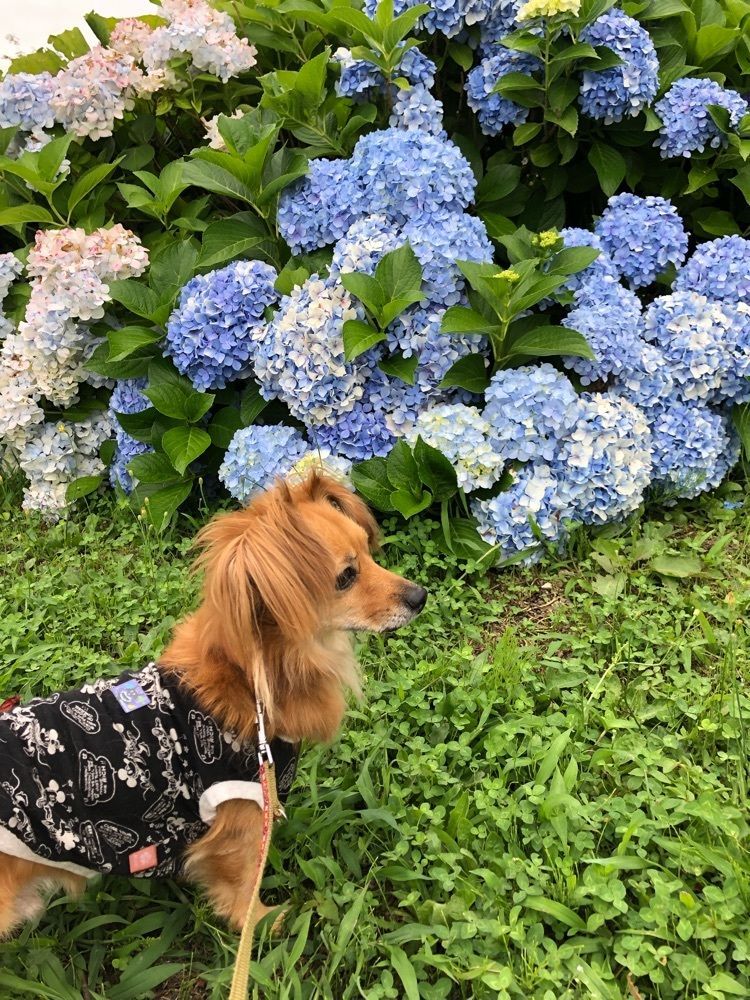 ちょこあんぱん