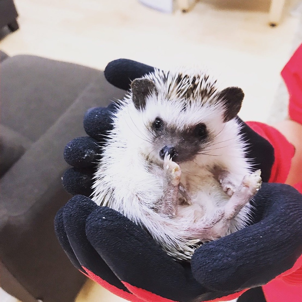 メメ