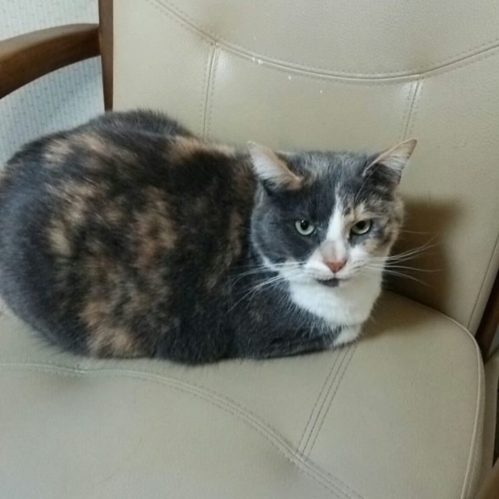 Chiyomi