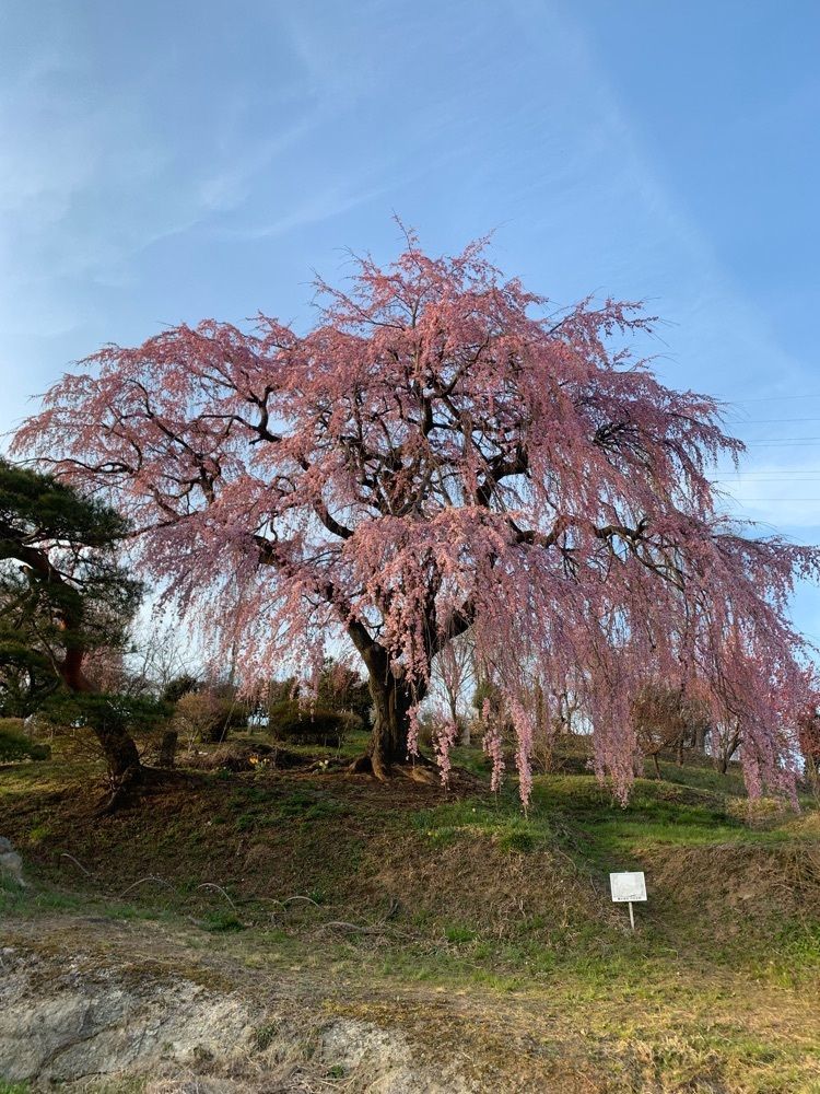 haruru