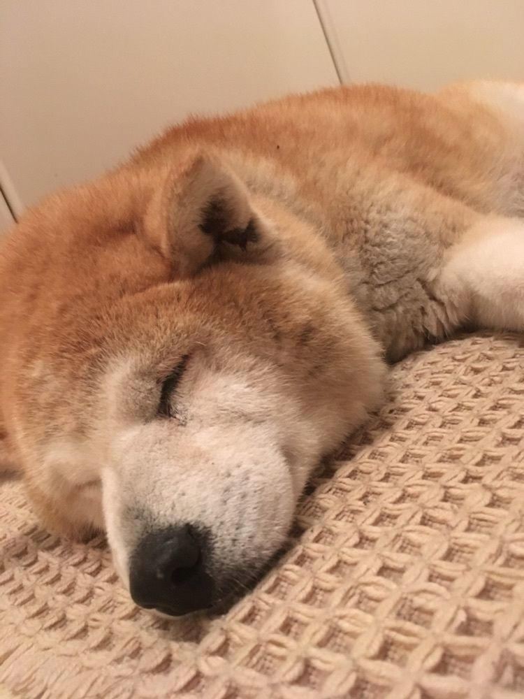 ごんのすけ
