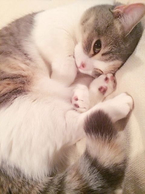 りなねこ