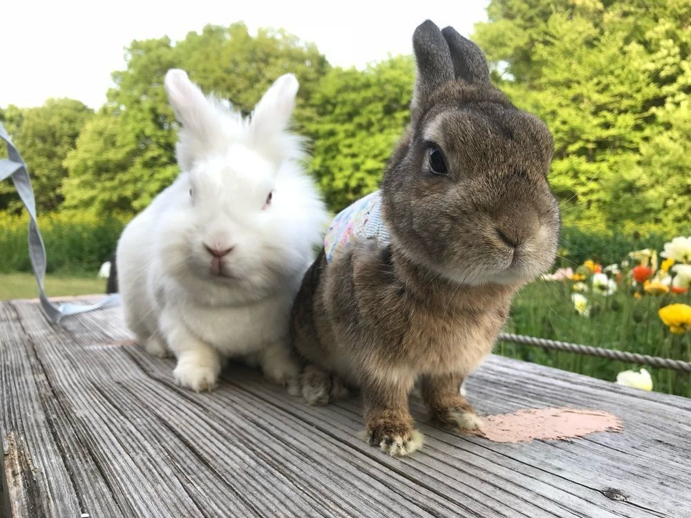 ウーちゃんとライト