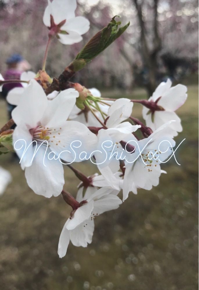 mm_a_ss_a_shi_x