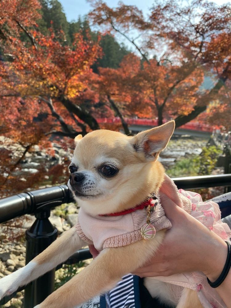 ぱんまひ