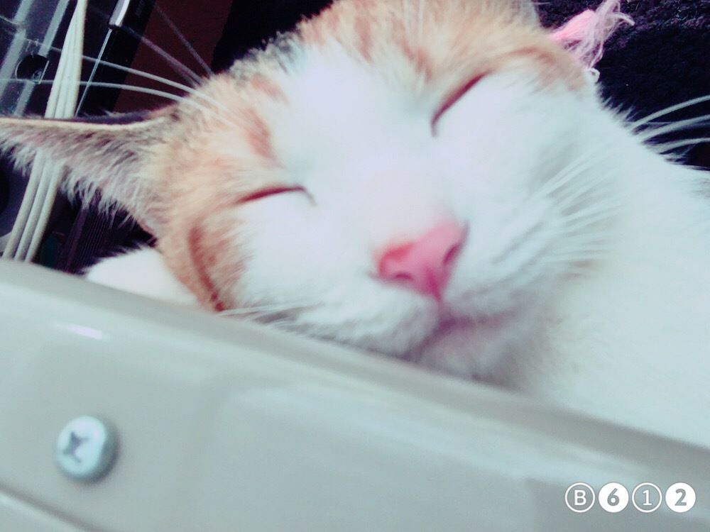すもも