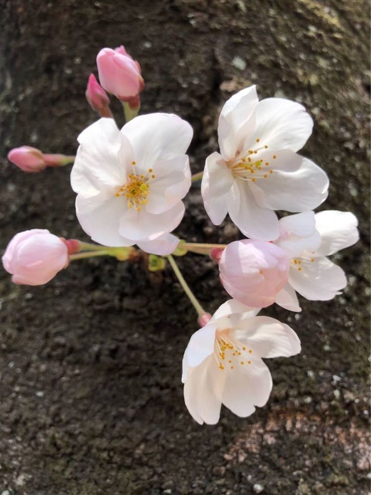 Yasusaka