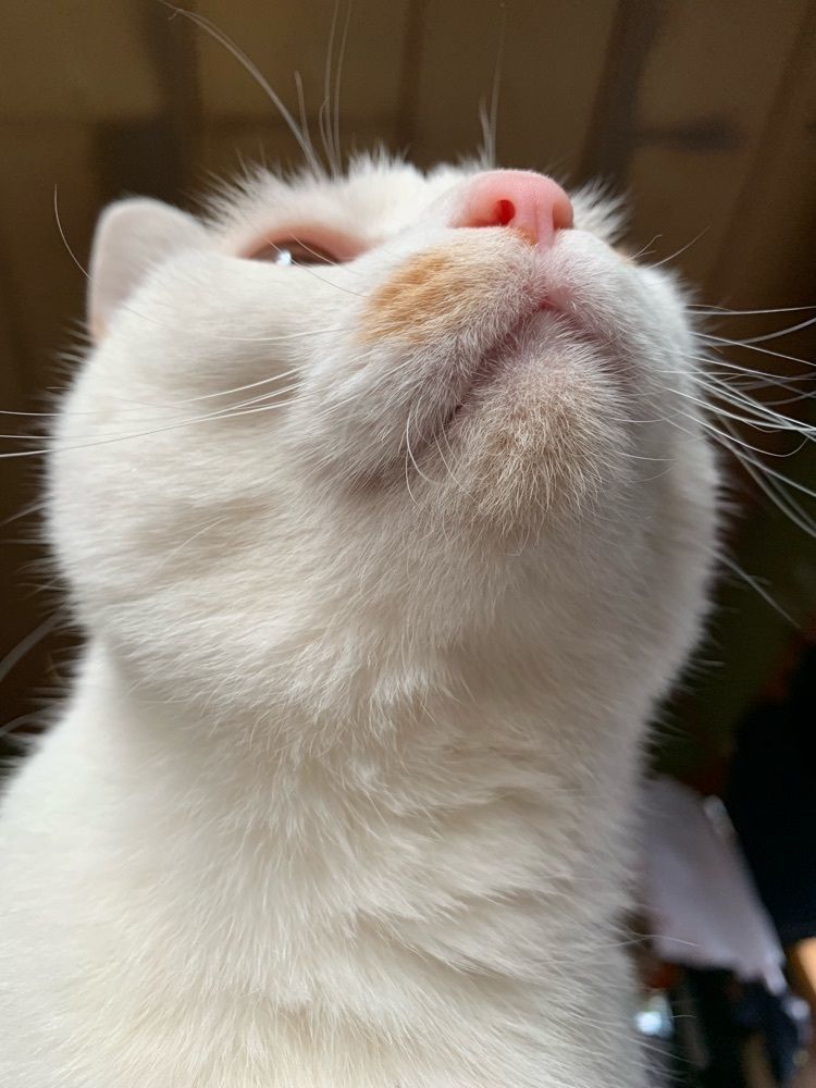 はな