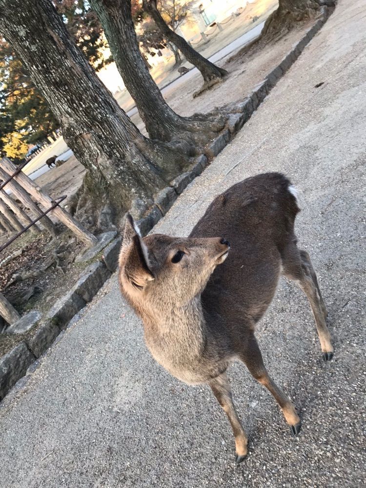 Tomo 