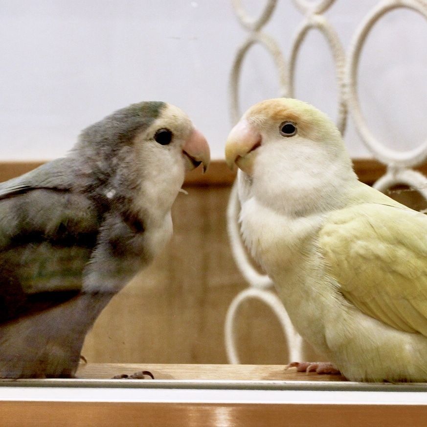 さと