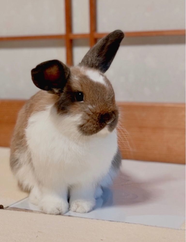 ひーこ