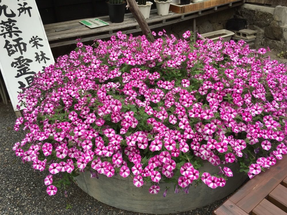 fumi