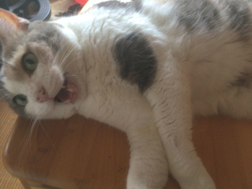えみーこ