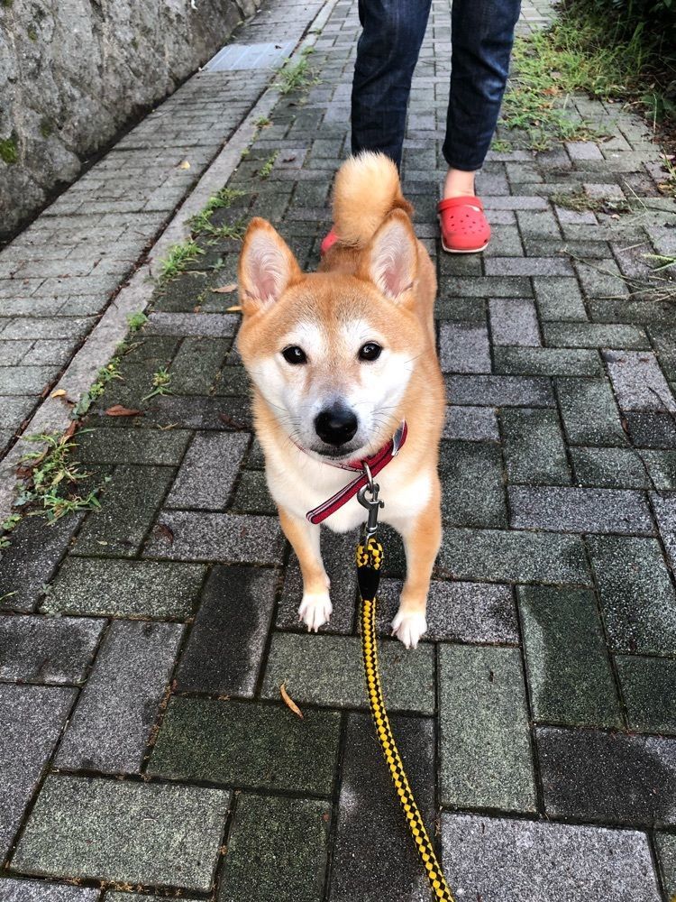 キヨシ