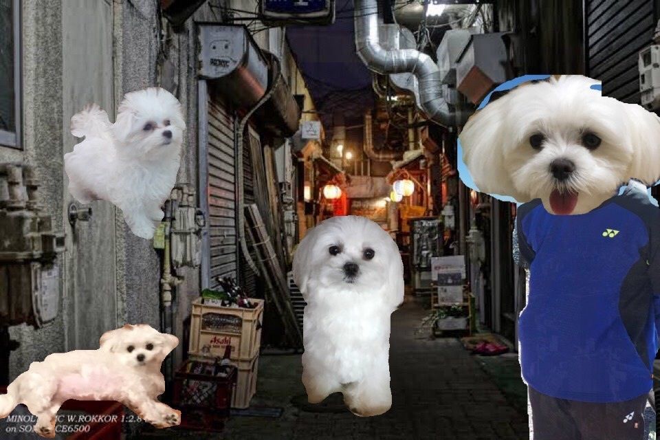 satomaru