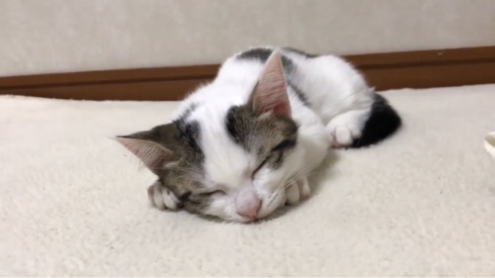 ぬこ