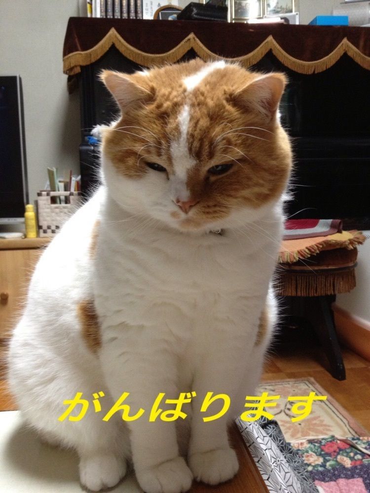 hinottie