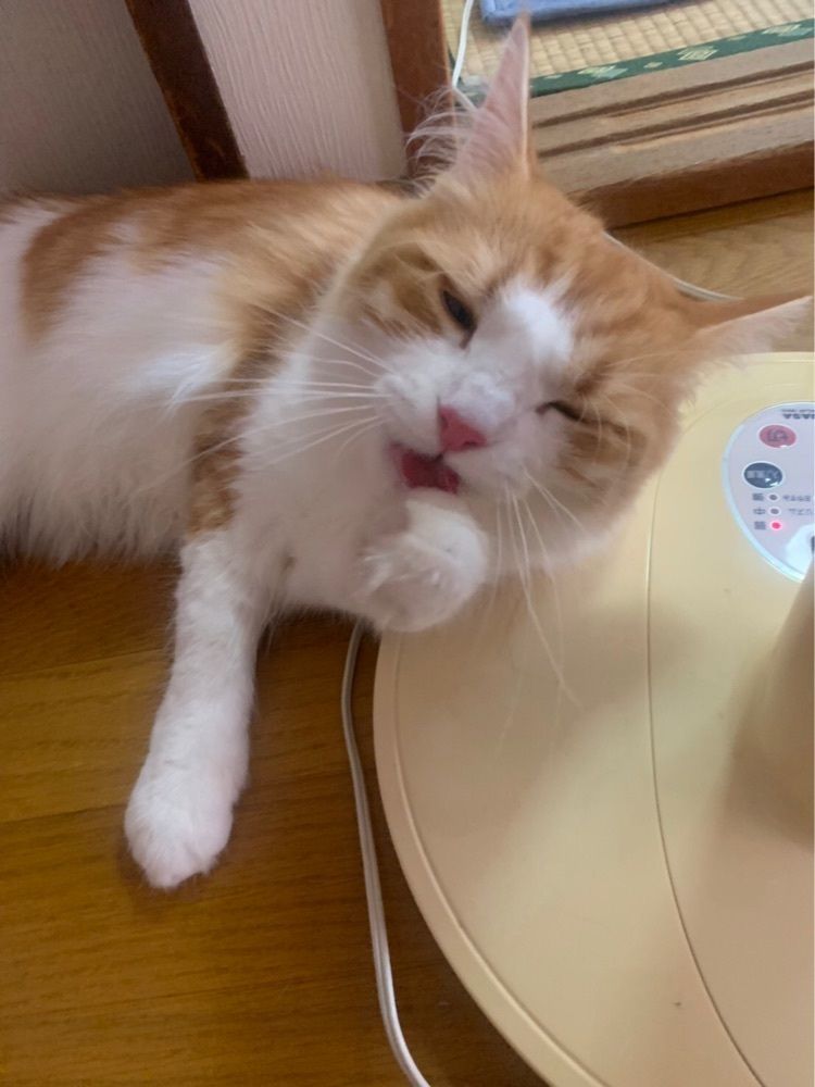 みく