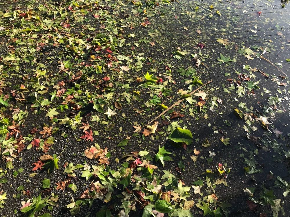 地元 公園巡りtake