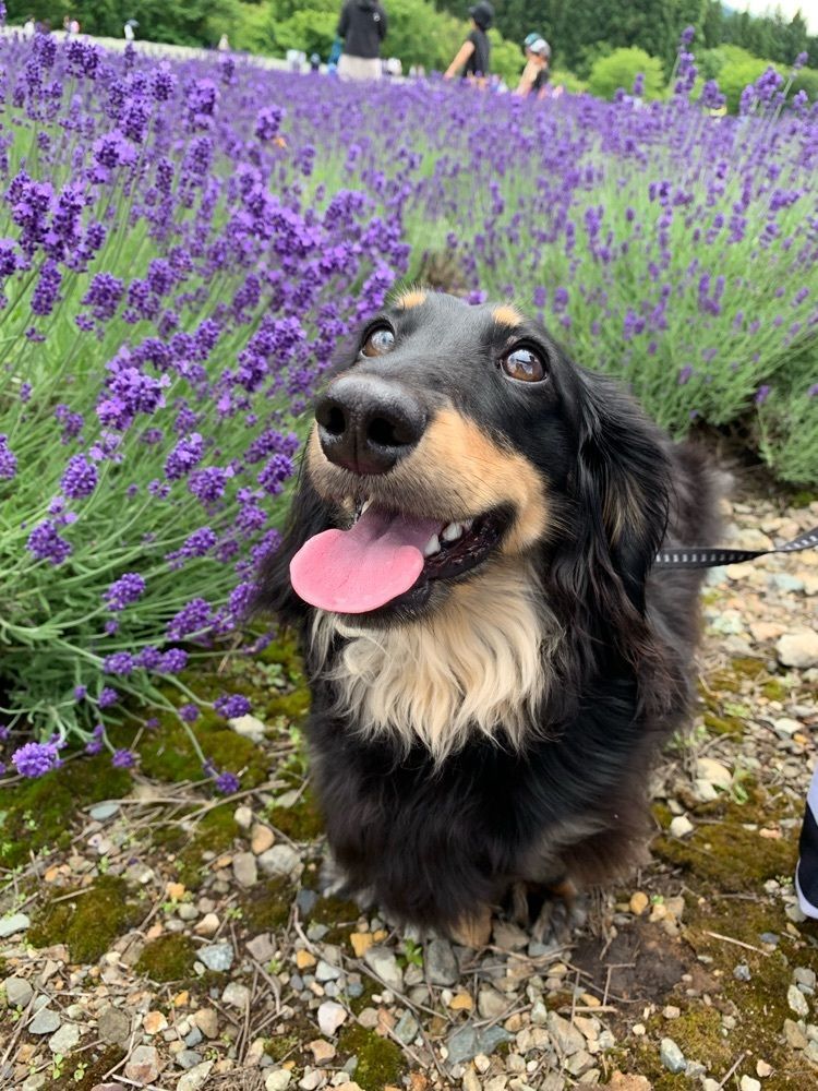 kevizoo108