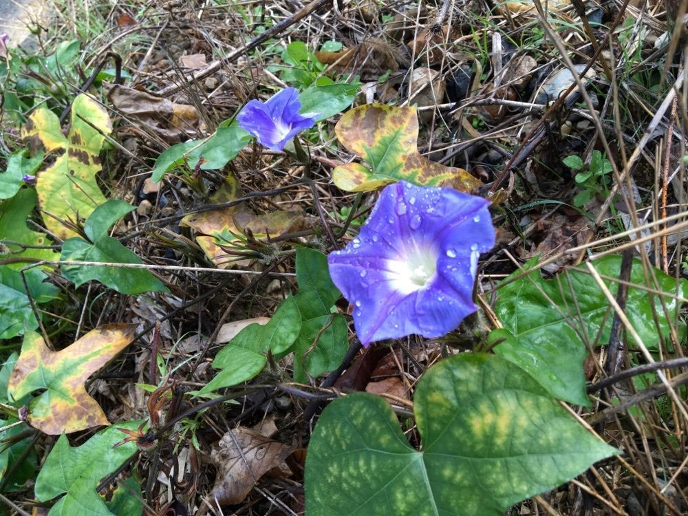 タビラコ