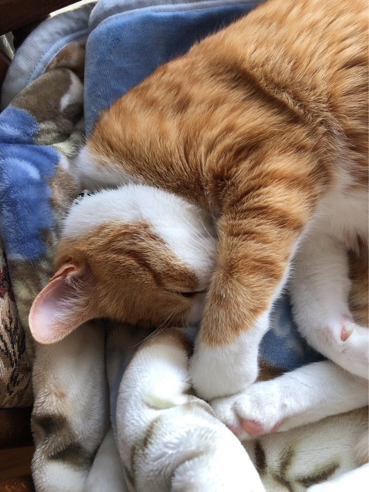 もふこ 🐱lucky_f906