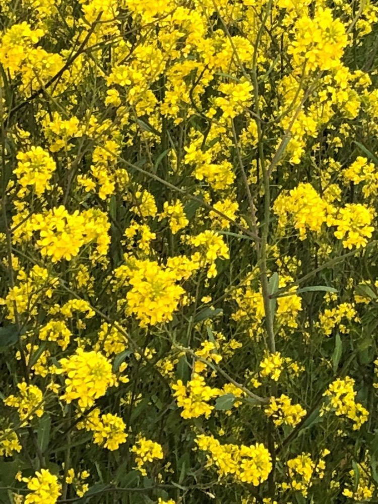 ジタさん