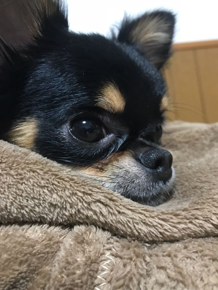 ジップママ