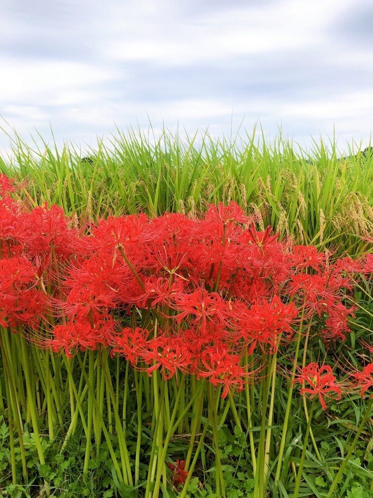 casual_landscape_9531